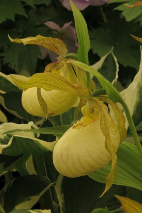 lady's slipper orchid 'Kentucky Maxi'