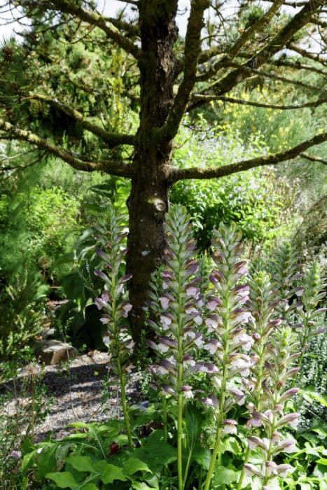 long-leaved bear's breech