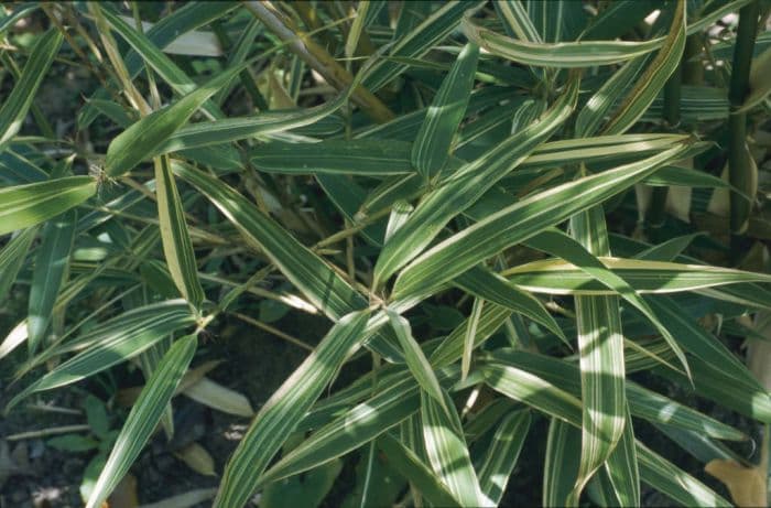 Shiroshima bamboo