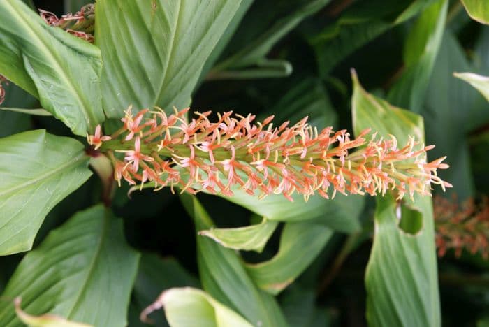 dense ginger lily