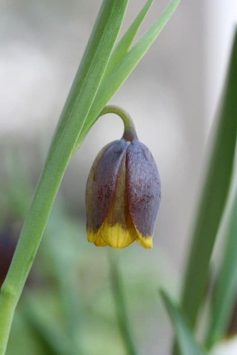 fox's grape fritillary