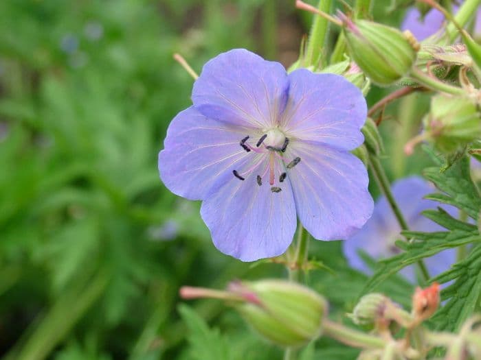 woolly cranesbill