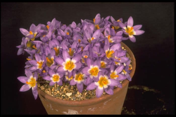 crocus 'Tricolor'