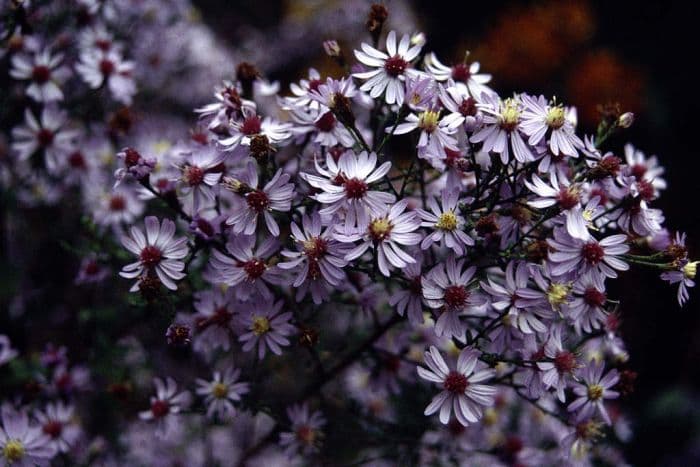 blue wood 'Sweet Lavender'