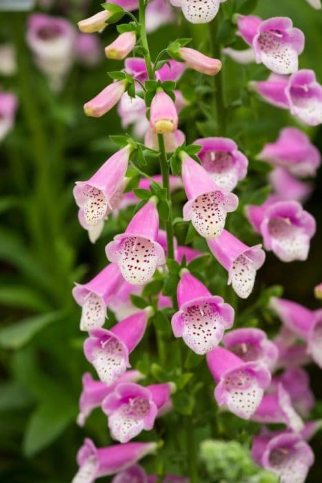 foxglove 'Lucas'