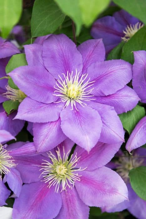 clematis 'Dazzle'