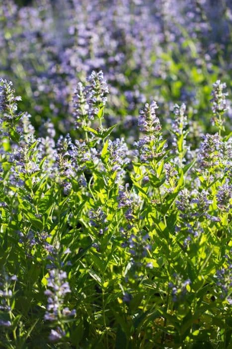 catmint 'Altai'