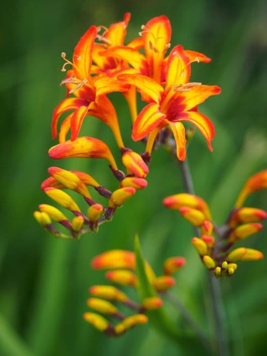 montbretia 'Firestarter'