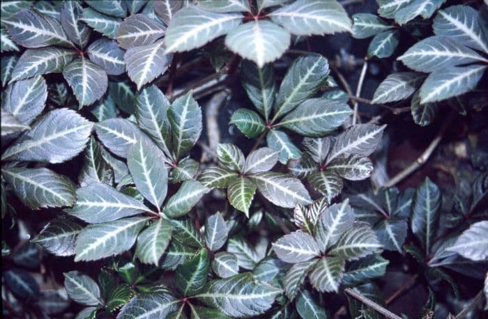 Chinese Virginia creeper