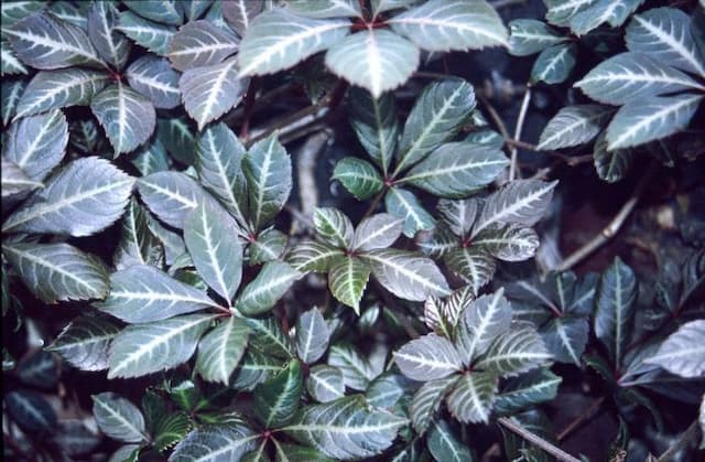 Chinese Virginia creeper