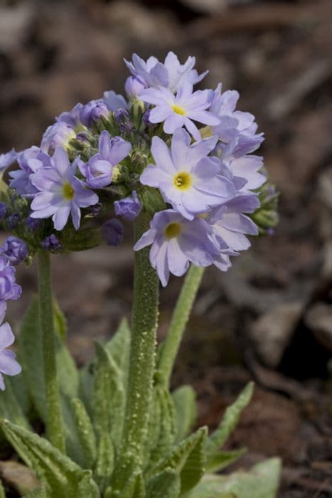 Siebold primrose 'Mikado'