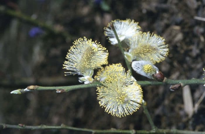 goat willow