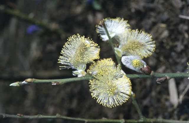 Goat willow