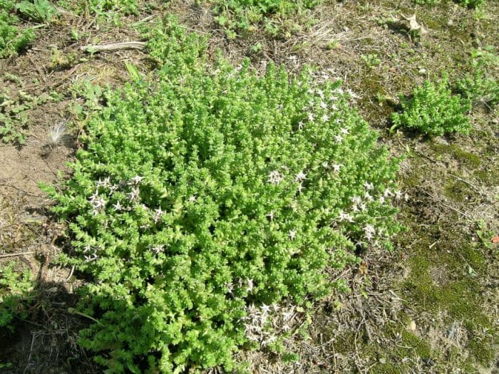 biting stonecrop