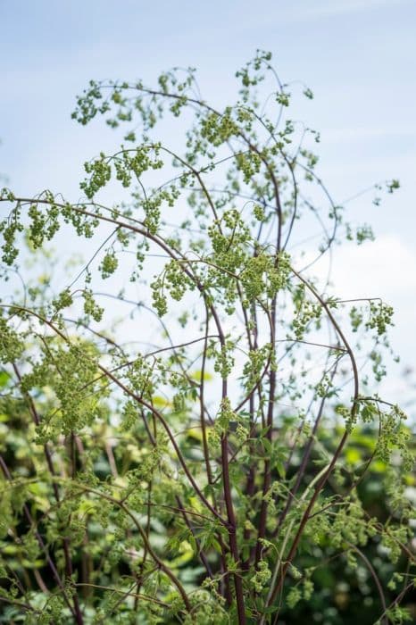 purple meadow rue