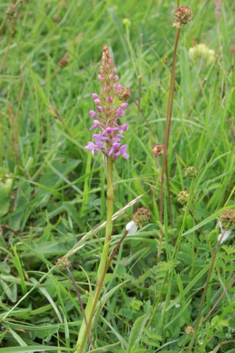 fragrant orchid