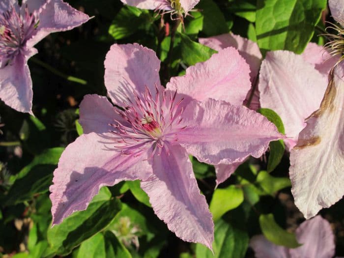 clematis 'Hagley Hybrid'