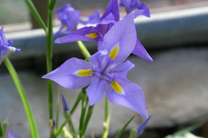 Cape blue tulip