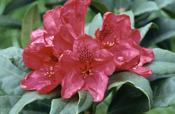 rhododendron 'Lord Roberts'