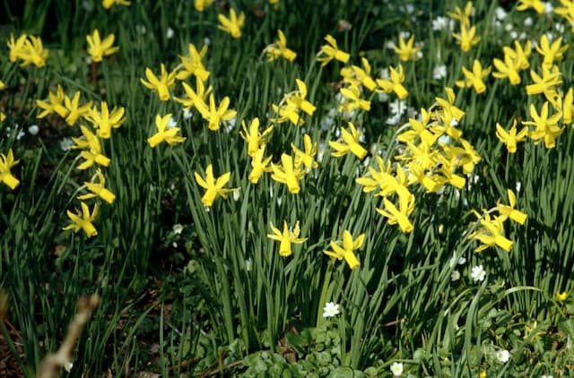 Daffodil 'Little Witch'