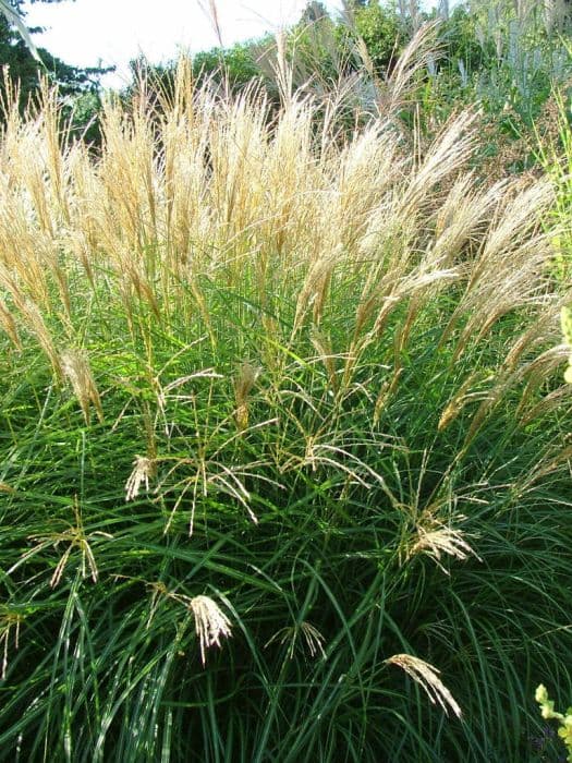 eulalia 'Yakushima Dwarf'