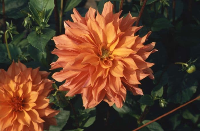 dahlia 'Finchcocks'