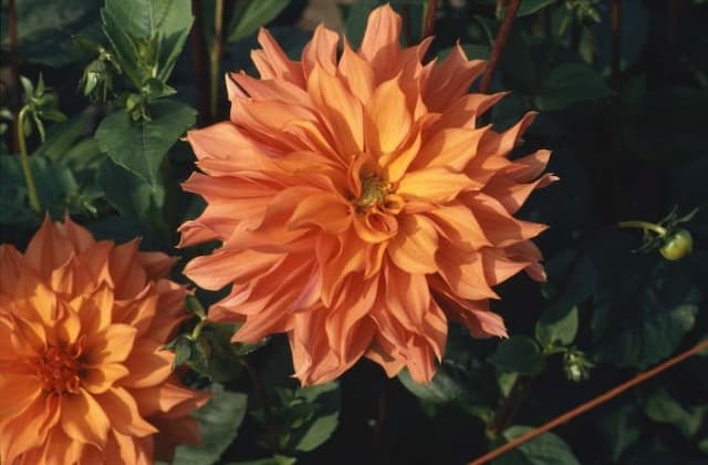 Dahlia 'Finchcocks'