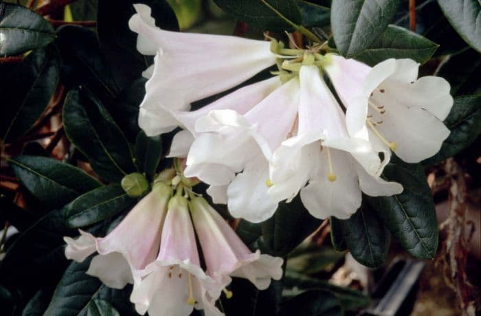 rhododendron 'Countess of Haddington'