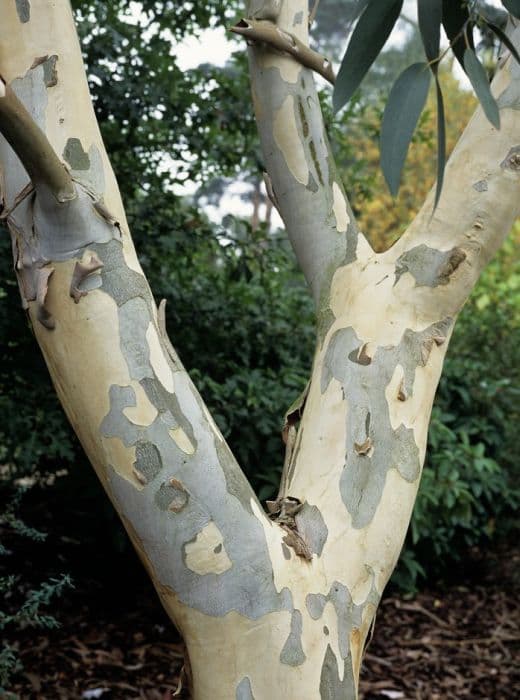 snow gum