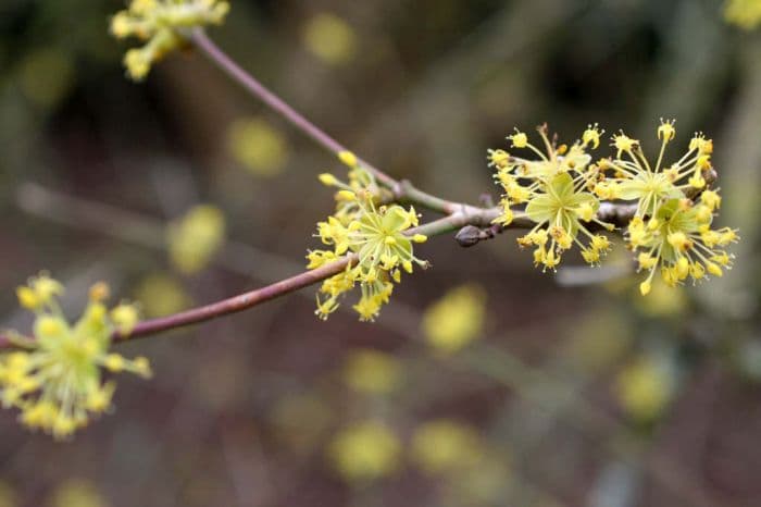 Cornelian cherry