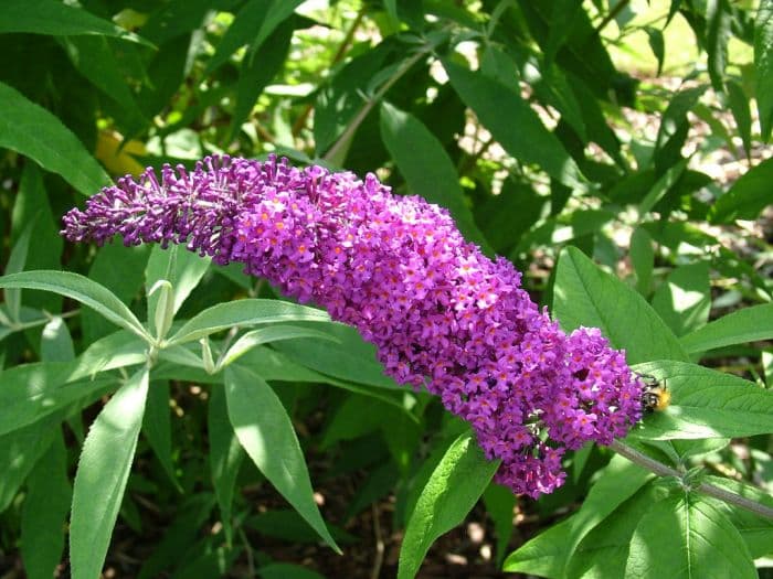 butterfly bush 'Border Beauty'