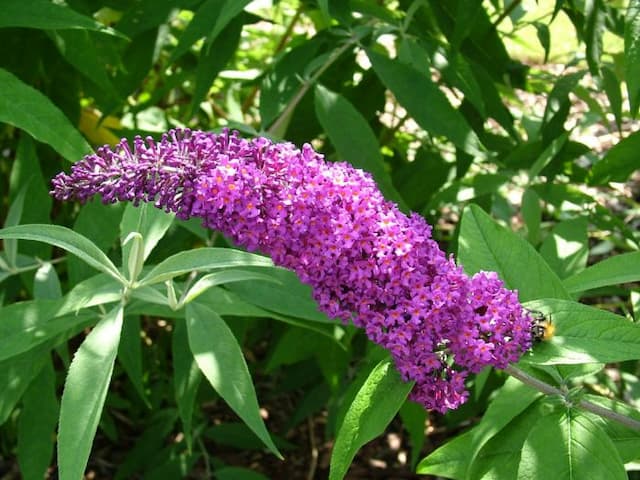 Butterfly bush 'Border Beauty'