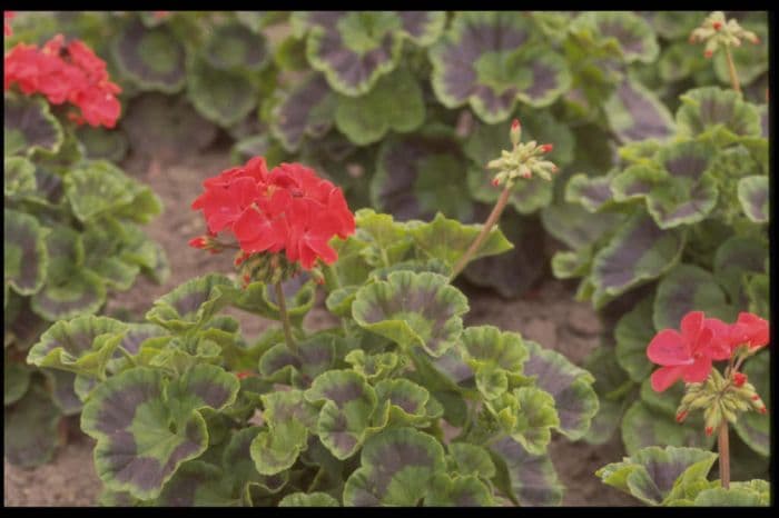 pelargonium 'Grenadier'