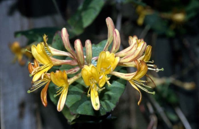 Tellmann's honeysuckle