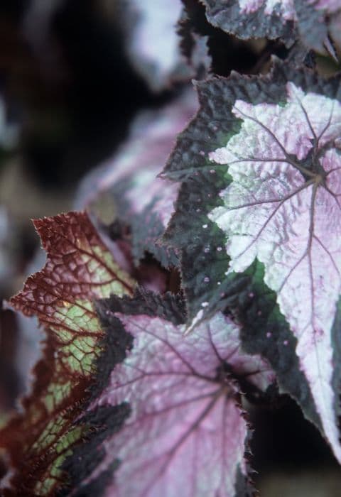 begonia 'Sal's Comet'