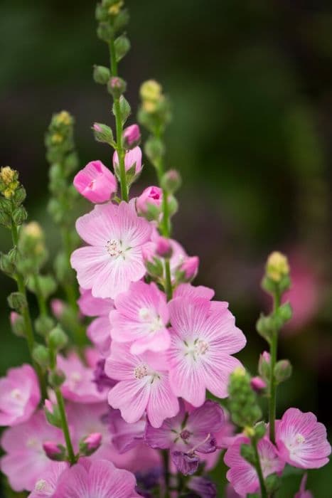 prairie mallow 'Candy Girl'