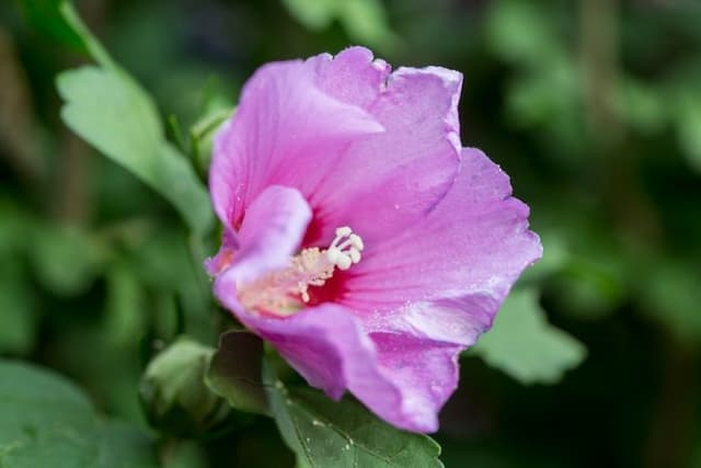 Rose of Sharon [Russian Violet]