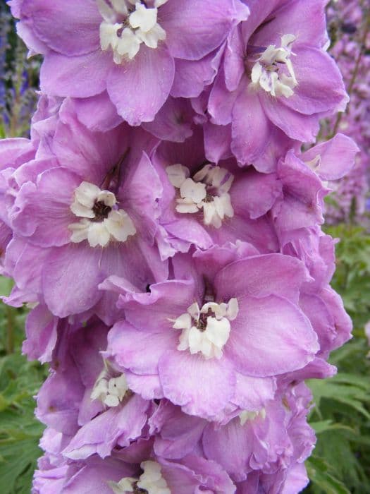 delphinium 'Rosy Future'