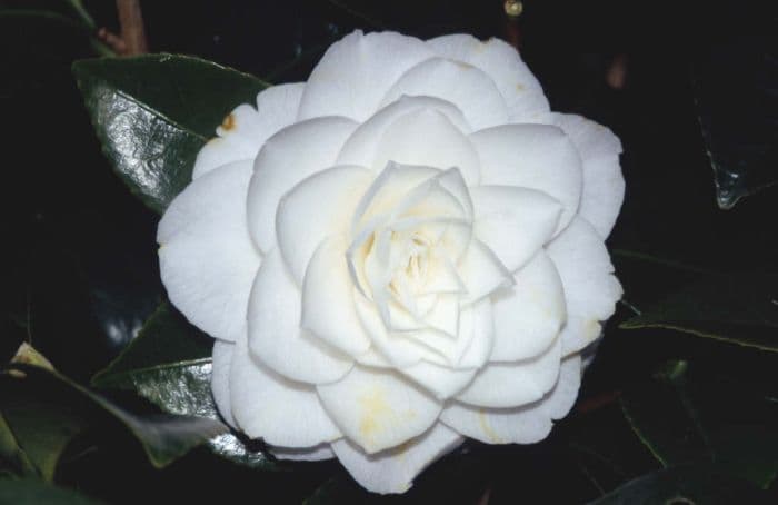 camellia 'Commander Mulroy'