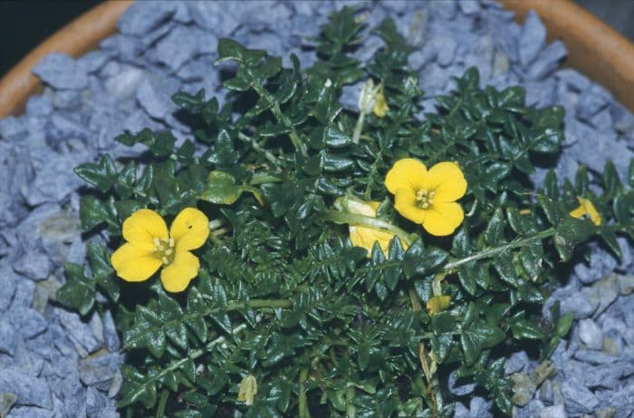 morisia