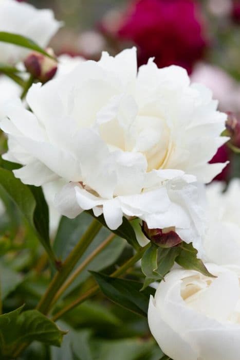 peony 'Wakatipu Wonder'