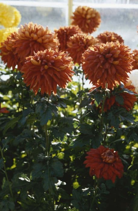 chrysanthemum 'Red Resilient'