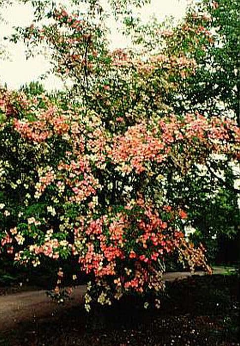 dogwood 'Porlock'