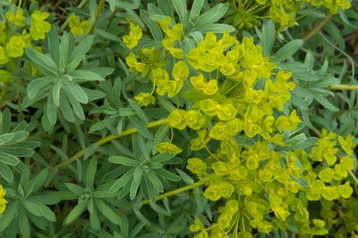 spurge 'Blue Haze'