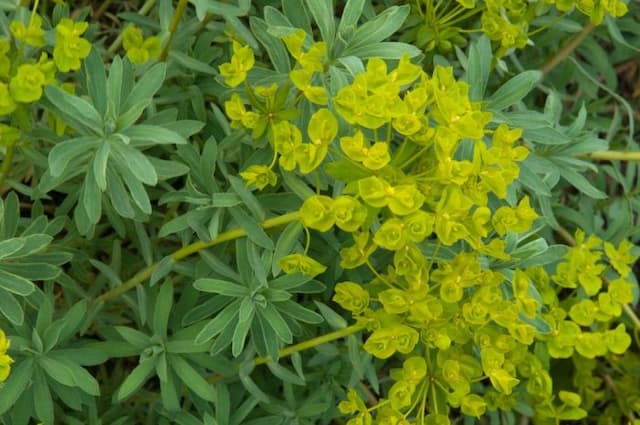 Spurge 'Blue Haze'