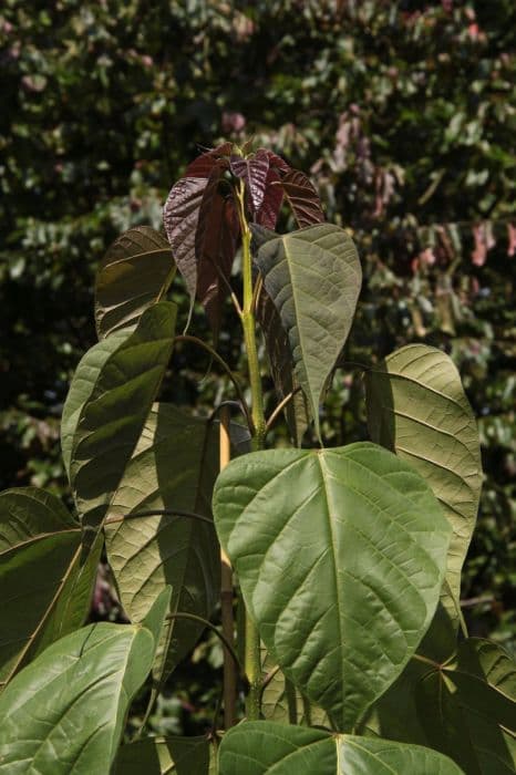 Chinese bean tree