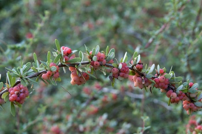 Wilson's barberry