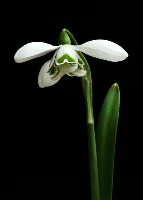 snowdrop 'Barbara's Double'