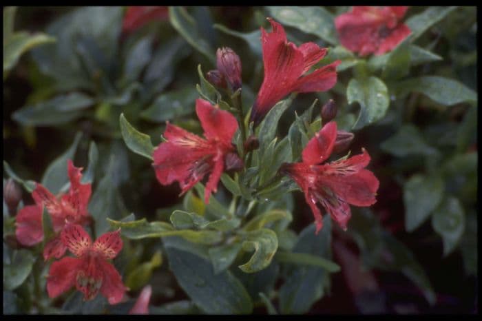 Peruvian lily [Princess Carmina]