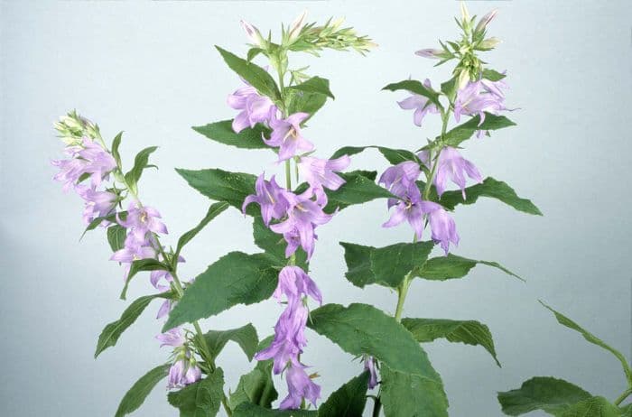 broad-leaved bellflower